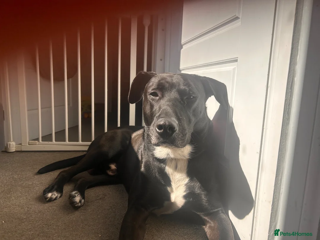 Mixed Breed dogs for sale: Jetson - Advert 1