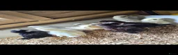 Chickens poultry for sale: Week old chicks  - Advert 3