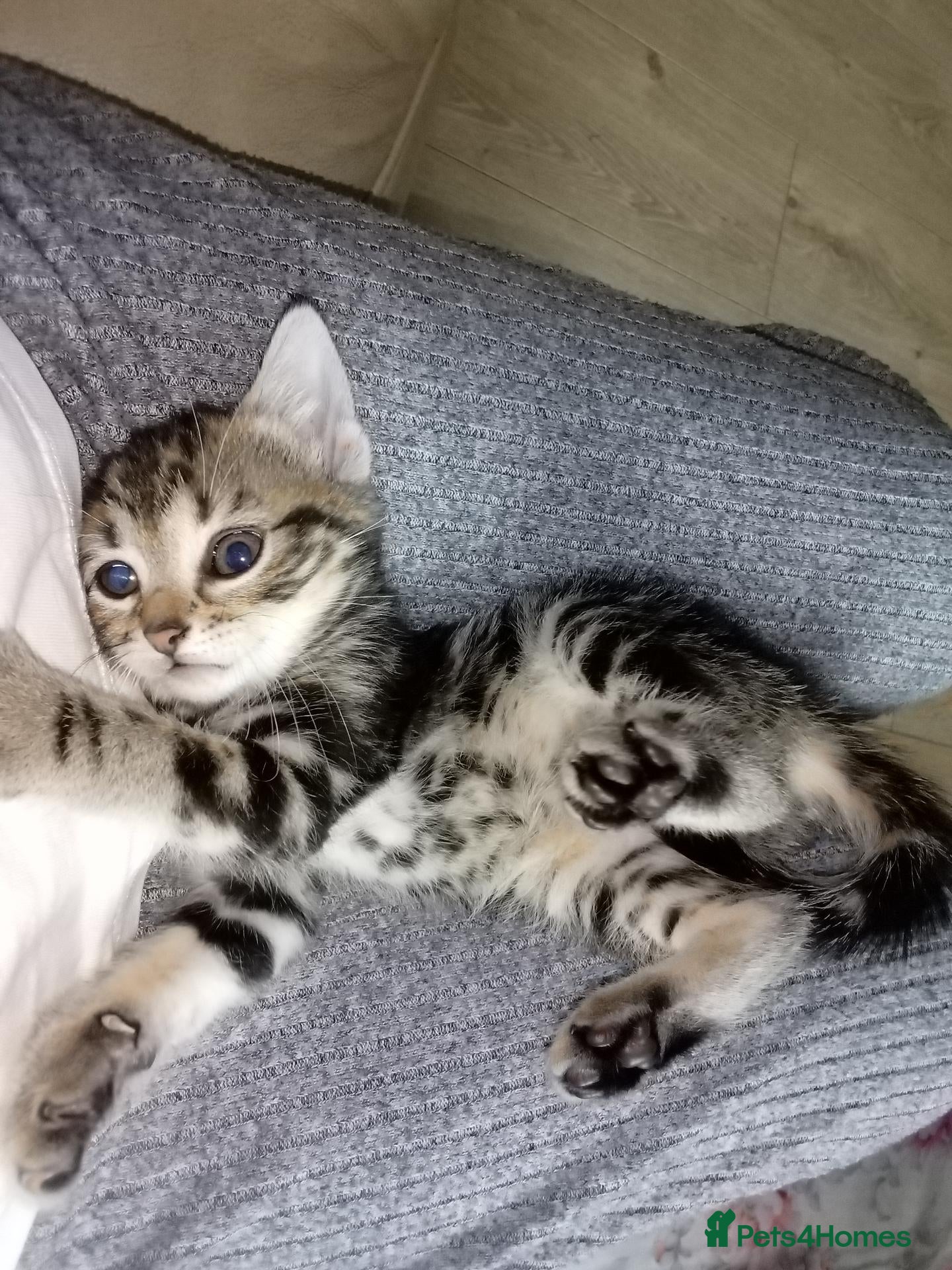 Mixed Breed cats 5 Fluffy Ragdoll x Tabby kittens  - Advert 17
