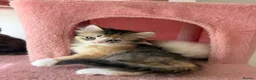 British Longhair cats for sale: Looking for a lovely home!!!!! READY TO COLLECT  - Advert 2