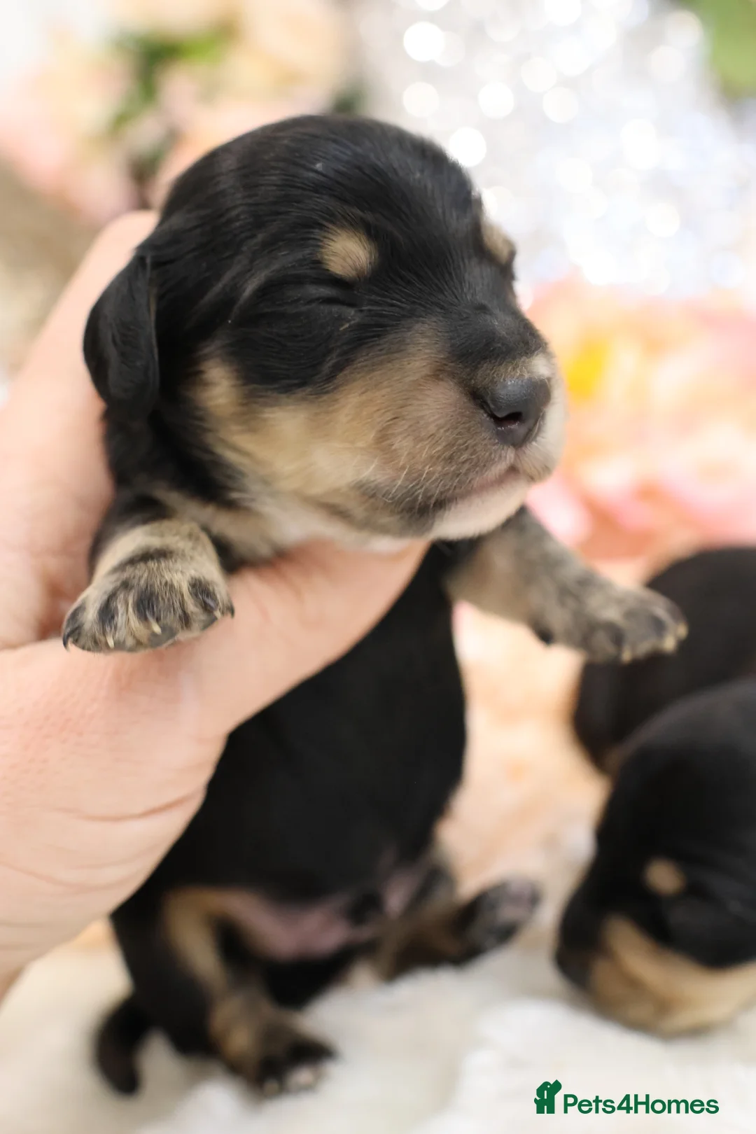 Miniature Dachshund dogs for sale: KC Miniature Dachshund Puppies - Advert 14