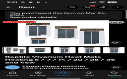 Corn Snake reptiles for sale: Male Corn Snake 2 Years - Image 13