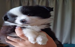 Pomchi dogs for sale: Pomchi - Image 9