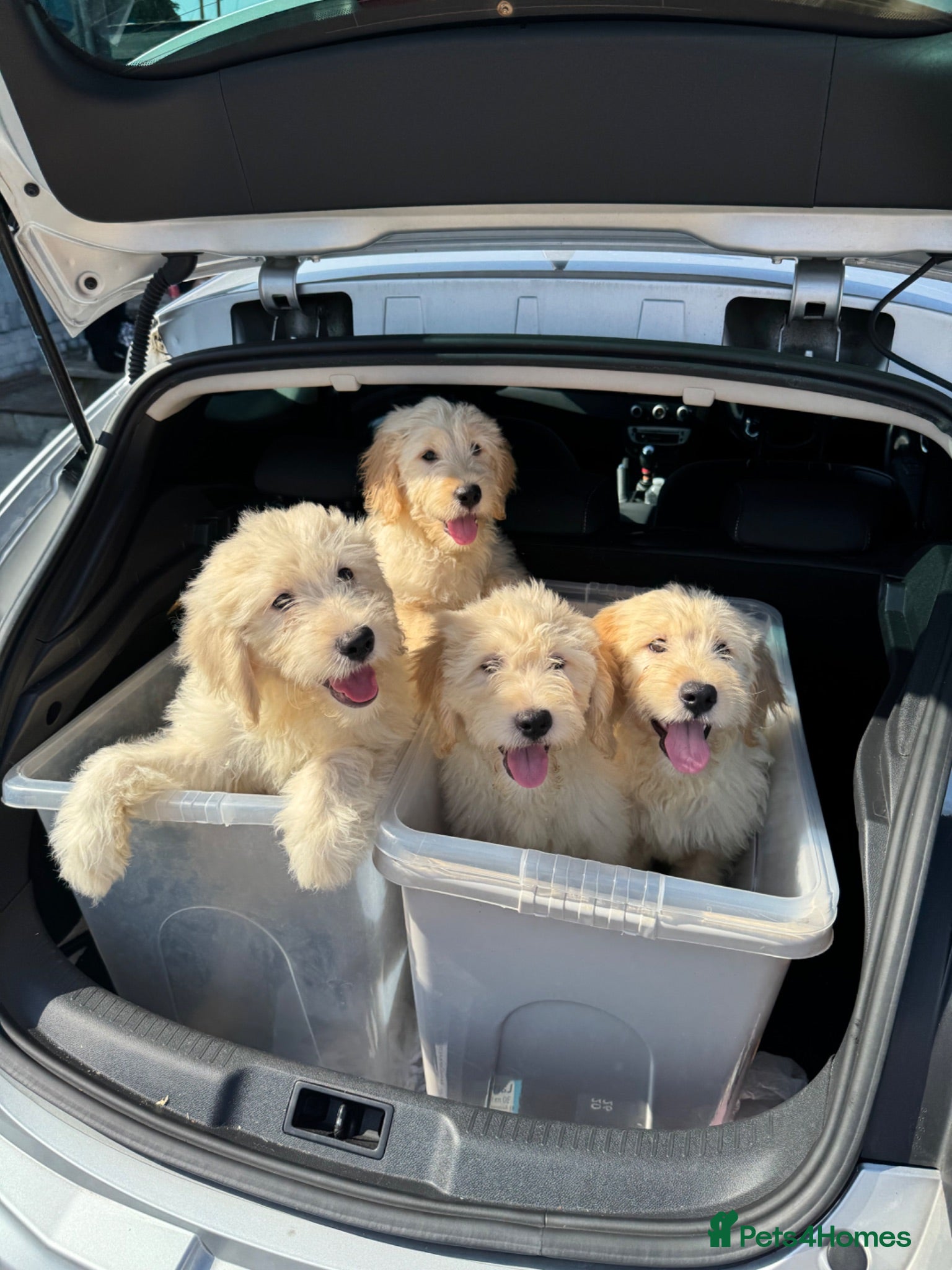 Goldendoodle dogs Ready to rehome medium sized goldendoodle puppies - Advert 2