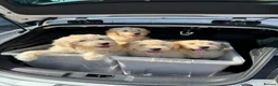Goldendoodle dogs for sale: Ready to rehome medium sized goldendoodle puppies - Advert 2