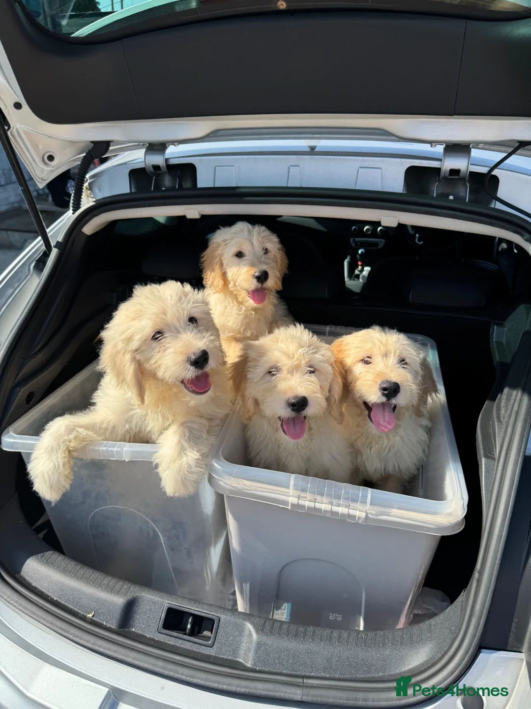 Goldendoodle dogs for sale: Ready to rehome medium sized goldendoodle puppies - Advert 2