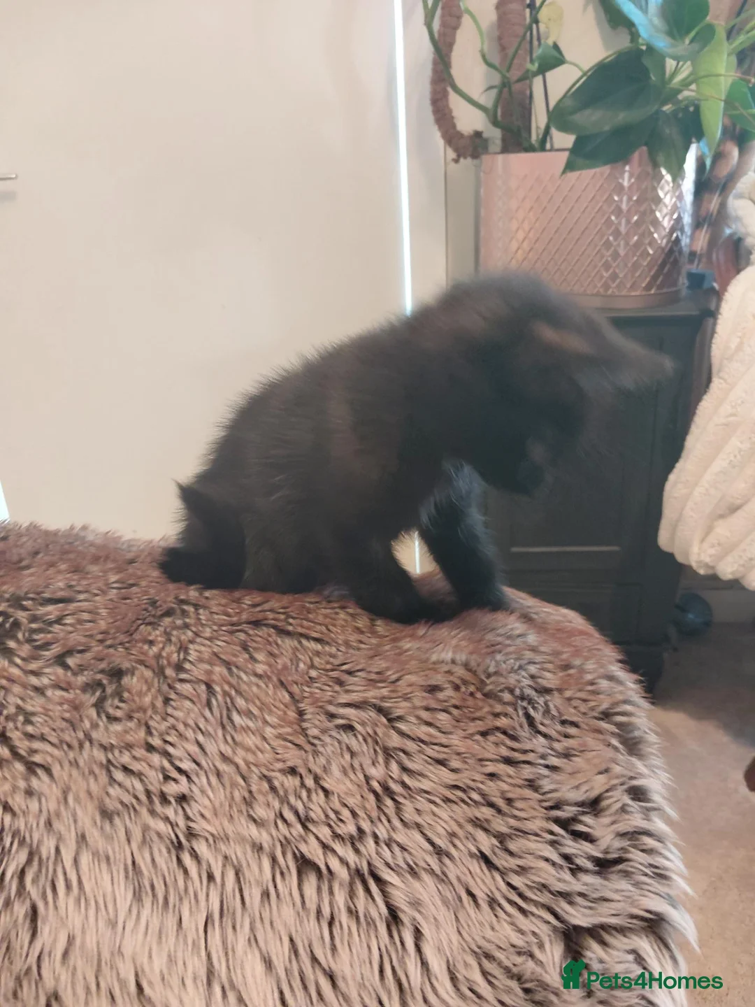 Mixed Breed cats for sale: 2 Black Very Playful Kittens/ South Shields  in East Boldon - Advert 2