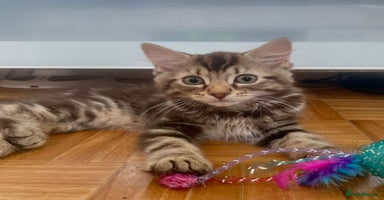 Maine Coon cats - Advert 13
