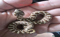Snake reptiles for sale: Western Hognose Snakes Adults&Hatchlings - Image 11