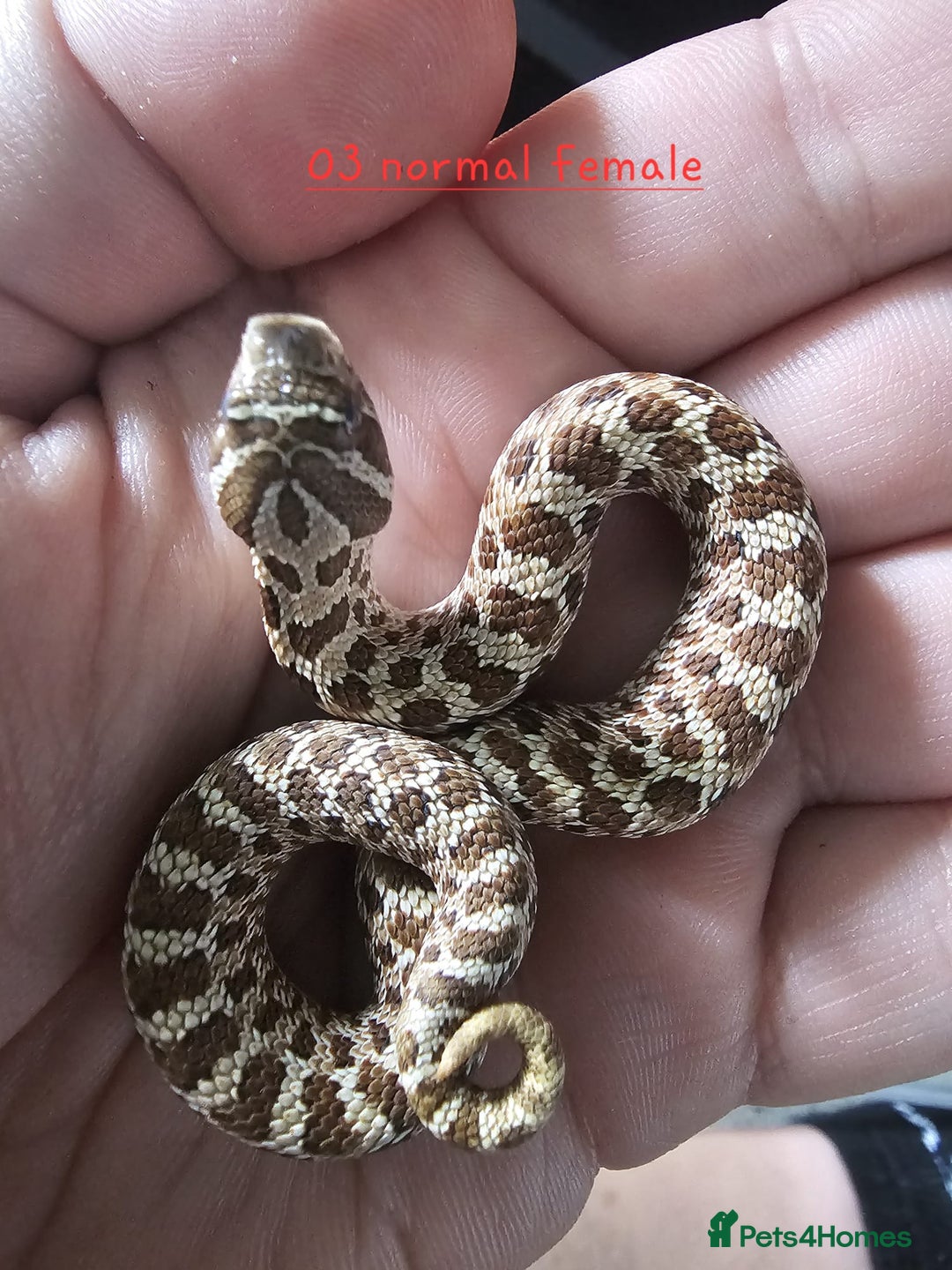 Snake reptiles for sale: Western Hognose Snakes Adults&Hatchlings - Image 11