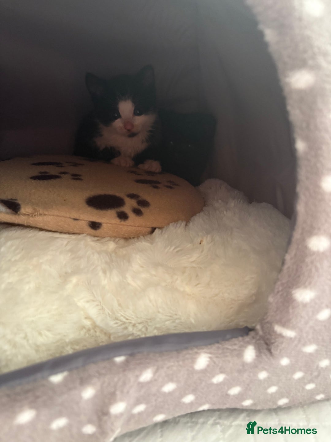 Domestic Shorthair cats for sale: Two kittens  - Image 9