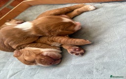 Cocker Spaniel dogs for sale: Cocker Spaniel Puppies  - Image 5