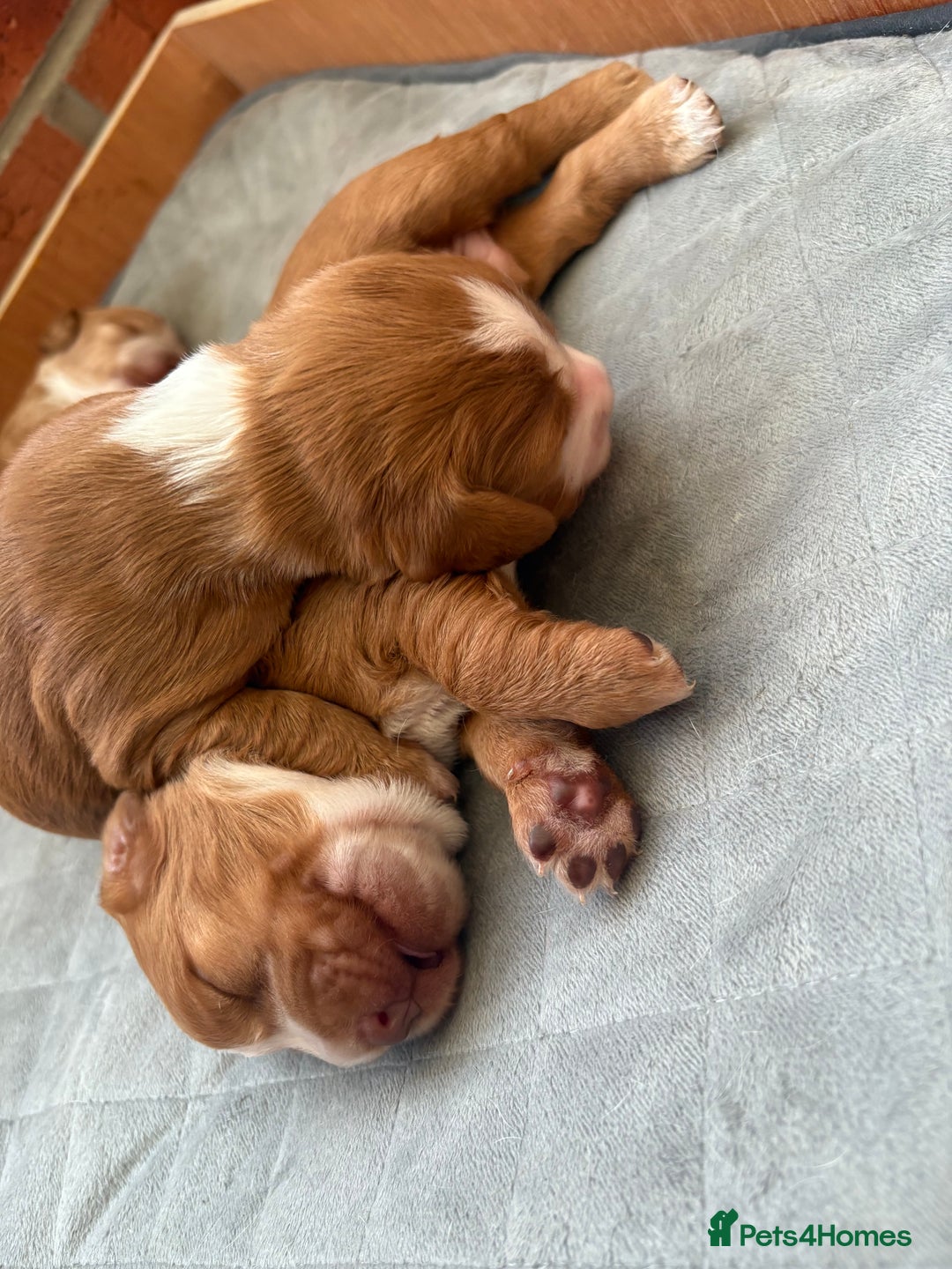 Cocker Spaniel dogs for sale: Cocker Spaniel Puppies  - Image 5