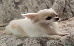 Chihuahua dogs for stud: STUD: Gorgeous White Long Coat Chihuahua  in Aldershot - Image 11