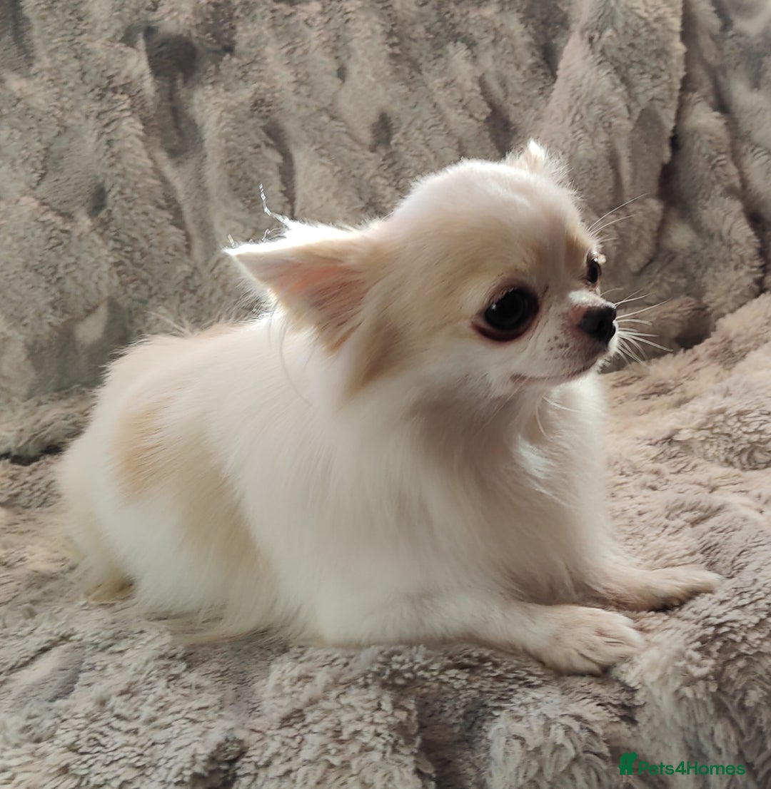 Chihuahua dogs for stud: STUD: Gorgeous White Long Coat Chihuahua  in Aldershot - Image 11