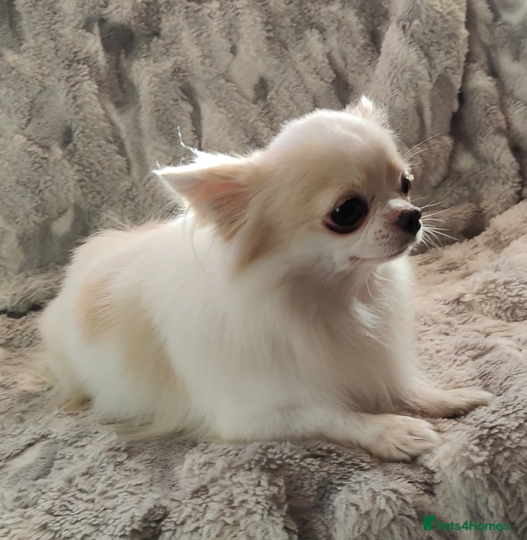 Chihuahua dogs for stud: STUD: Gorgeous White Long Coat Chihuahua  in Aldershot - Advert 12