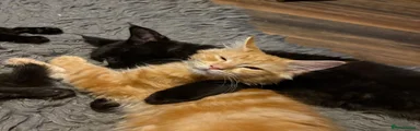 Maine Coon 3