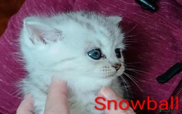 Persian cats for sale: Persian Cross - Ready 12th November  - Image 12