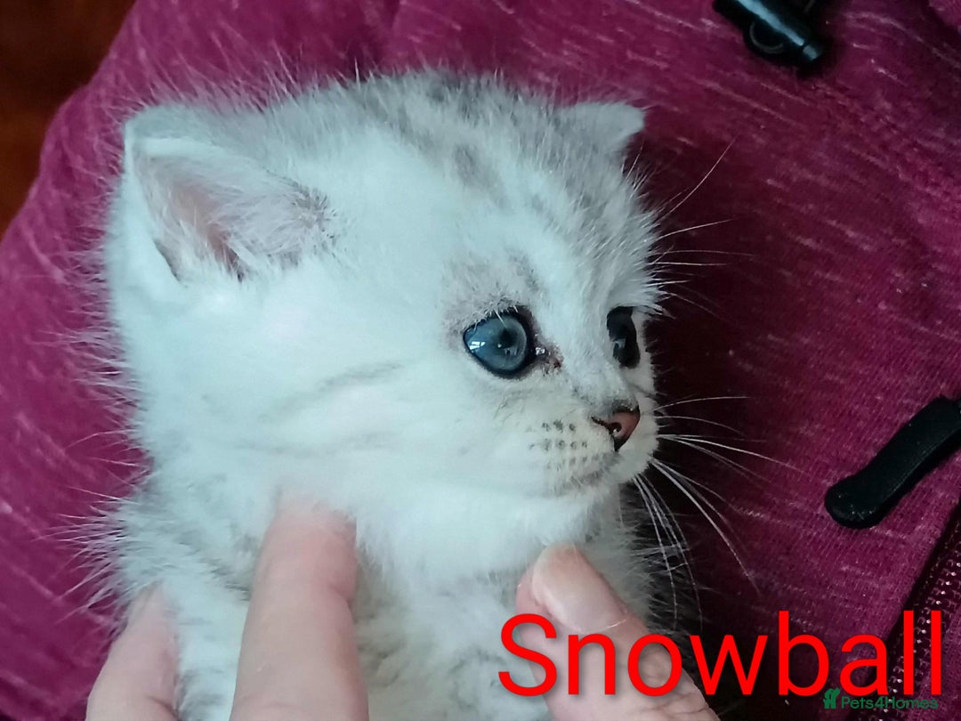 Persian cats for sale: Persian Cross - Ready 12th November  - Image 12