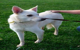 Mixed Breed dogs for adoption: Buddy - Norwich Norfolk  - Image 30