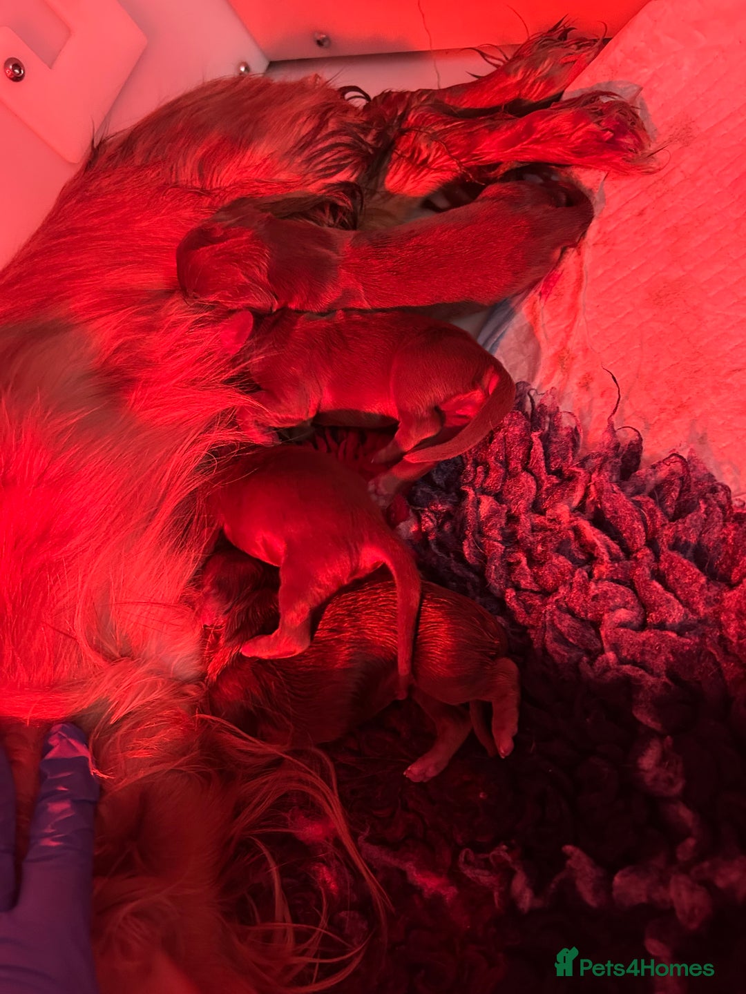 Miniature Dachshund dogs for sale: Long haired Russian pedigree miniature dachshunds - Advert 5