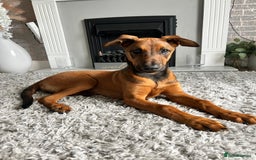Mixed Breed dogs for sale: Rhaenyra for rehoming - Image 8