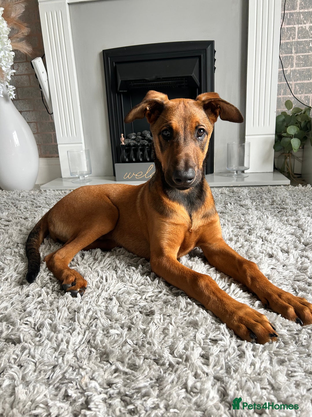 Mixed Breed dogs for sale: Rhaenyra for rehoming - Image 8