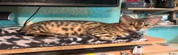 Bengal cats for sale: Mix Bengal kittens for sell in Corby - Advert 1