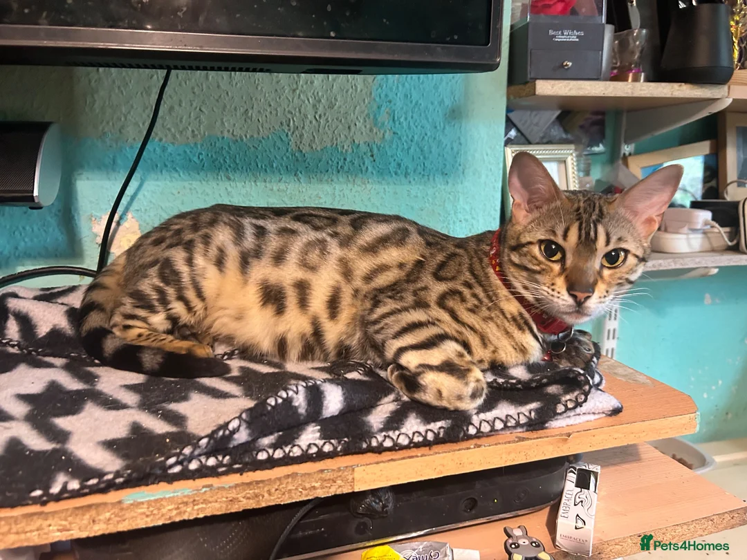 Bengal cats for sale: Mix Bengal kittens for sell in Corby - Advert 1