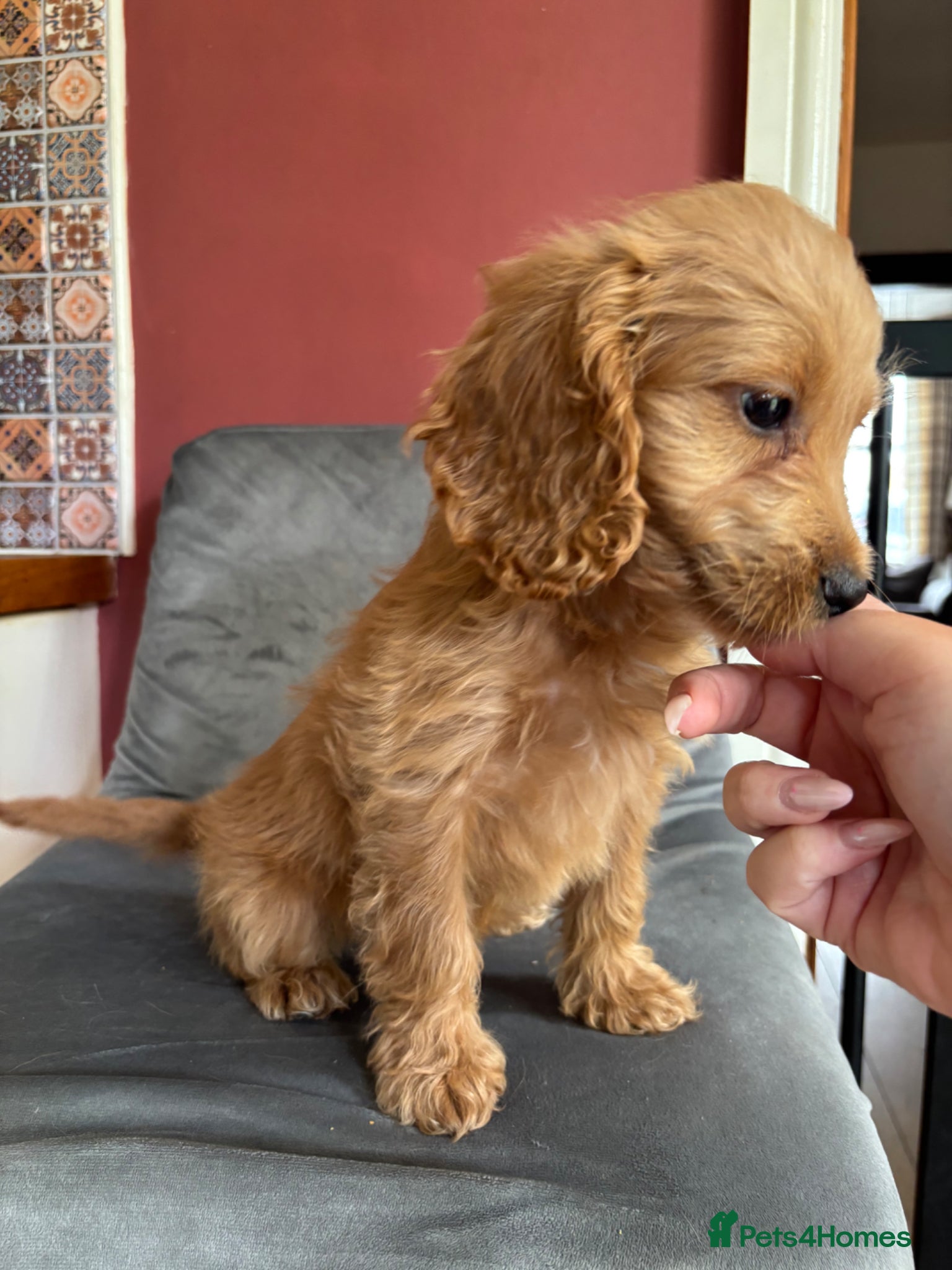 Cockapoo dogs Only 1 girl left left ☺️Gorgeous F1 cockapoos 🤍 - Advert 1