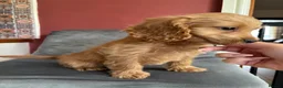 Cockapoo dogs for sale: Only 1 girl left left ☺️Gorgeous F1 cockapoos 🤍 - Advert 1