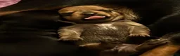 Jack Russell dogs for sale: Gorgeous Health Tested Home Bred pups - Advert 22