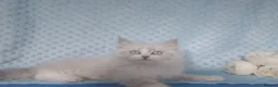 Siberian cats for sale: GCCF Registered Siberian Kitten For Sale  - Advert 12