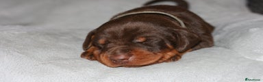 Dobermann Puppy 1