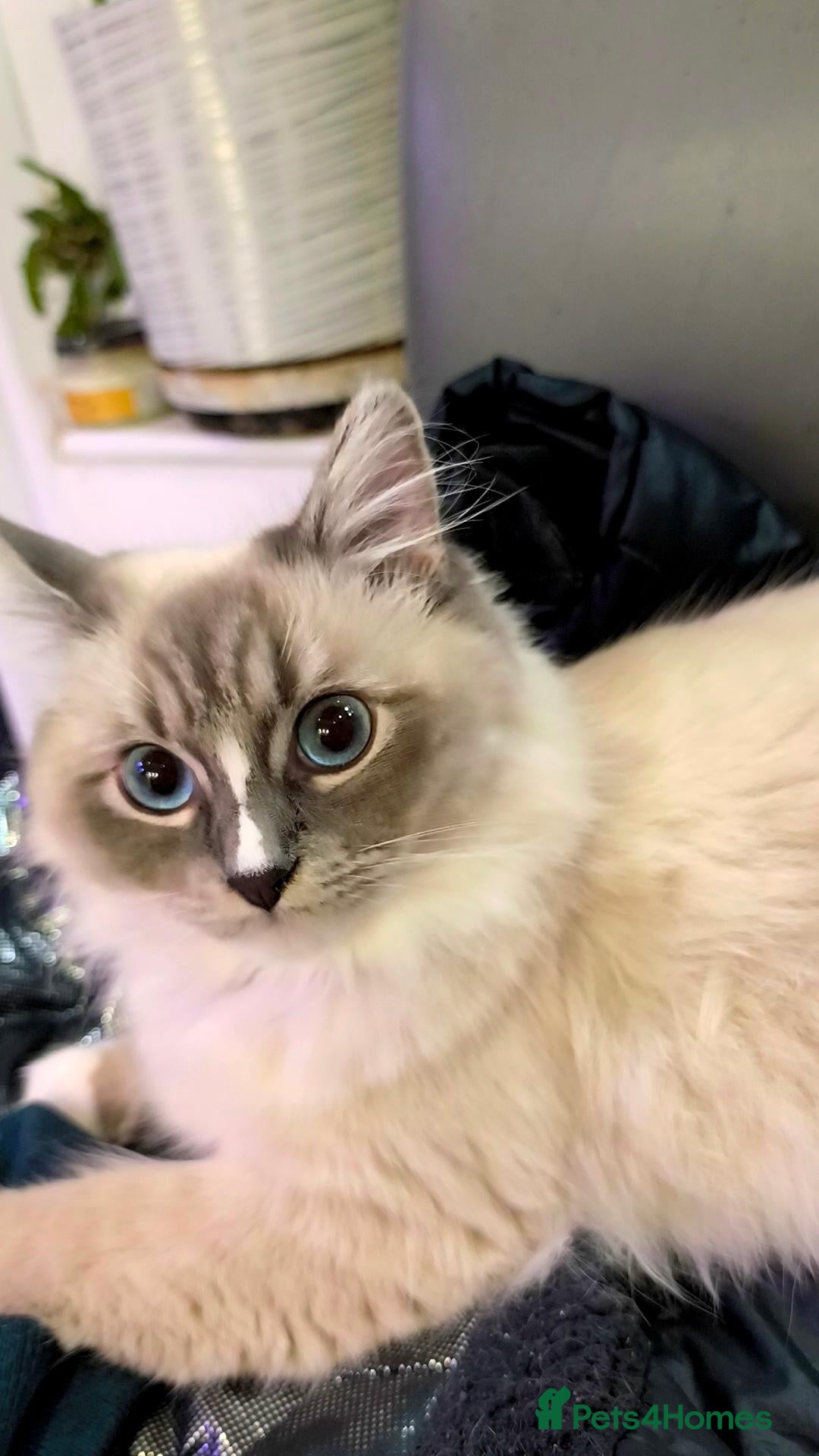Ragdoll cats Young beautiful ragdoll cross girl - Advert 1