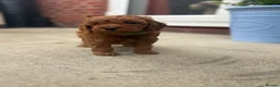 Cavapoo dogs for sale: F1b Cavapoo Puppies - Advert 11