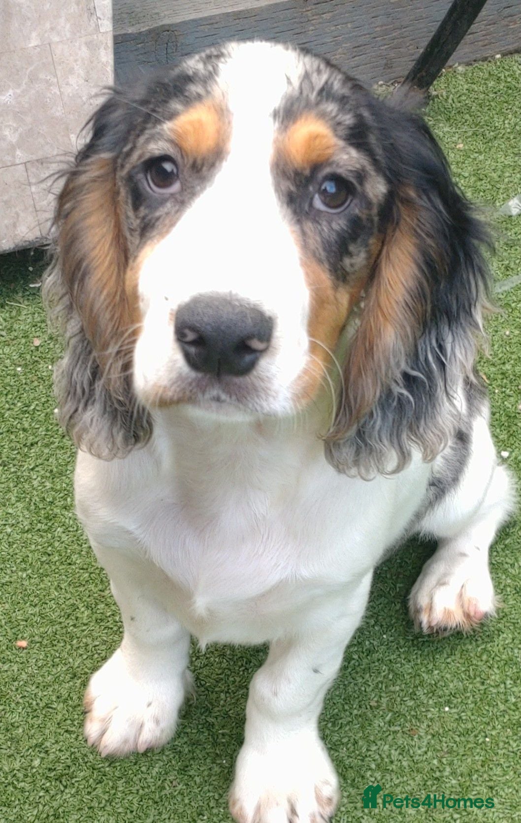 Cocker Spaniel dogs KC cockerpups. BEAUTIFUL PUPS. FULLY INOC - Advert 1