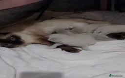 Ragdoll cats for sale: Beautiful and adorable rag dolls. 🐱🐱🐱🐱 - Image 14