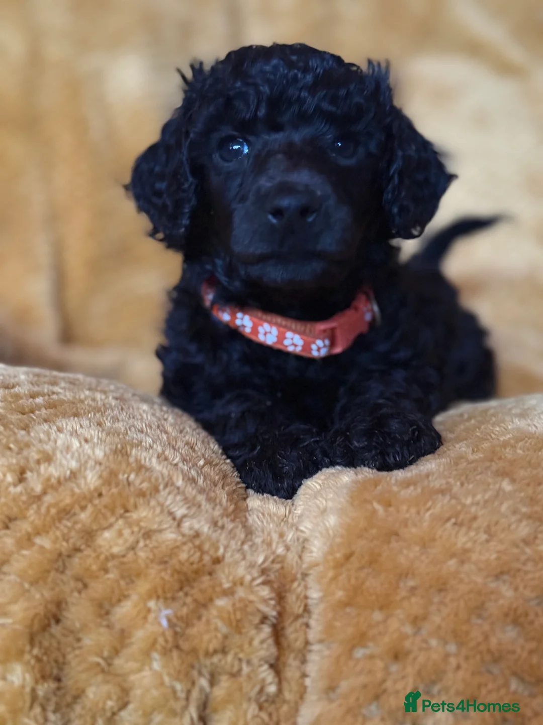 Standard Poodle dogs for sale: Silver & blue KC registered Standard Poodle Boys - Advert 11