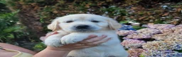 Golden Retriever dogs for sale: 5 Left- Champion Line KC Golden Retriever Puppies  - Advert 6