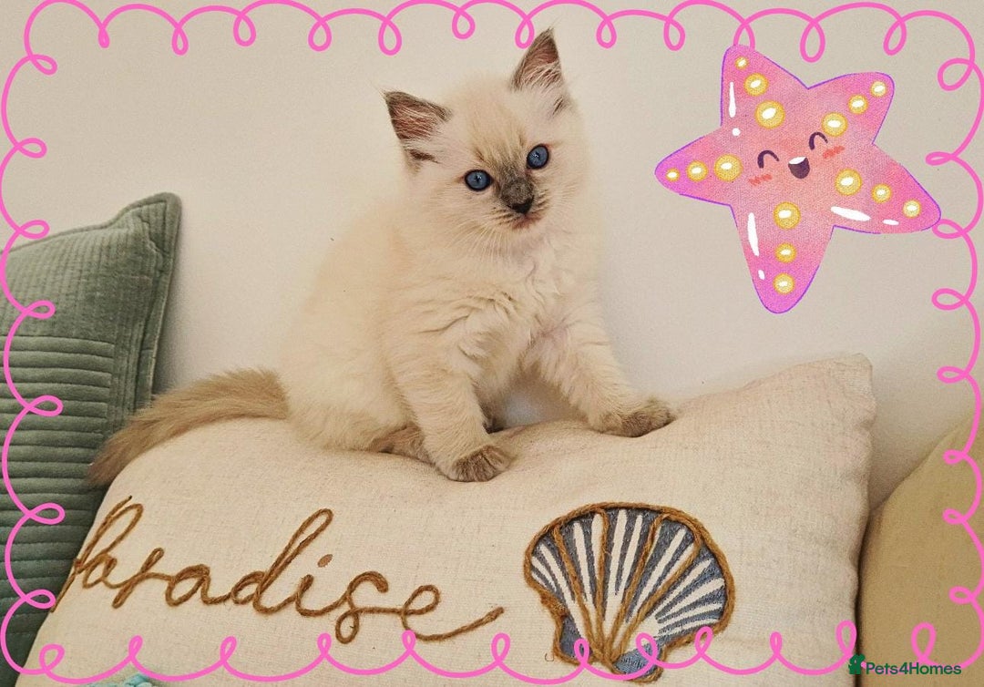 Ragdoll cats for sale: Top-Quality Pedigree Ragdoll Kittens - 3 AVAILABLE - Image 9