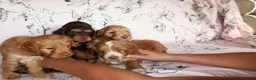 Cockapoo dogs for sale: Beautiful cocker poo puppies available  in Havercroft - Advert 12