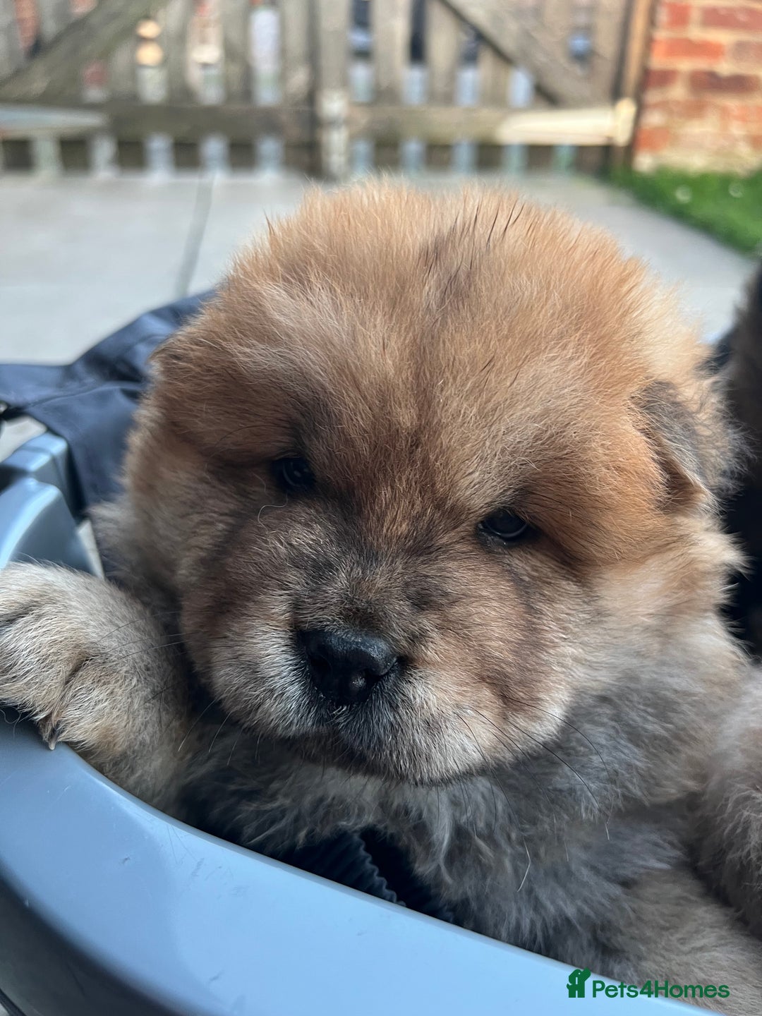 Chow Chow dogs for sale: Gorgeous Chow Chow Puppies Raised in a loving Home - Advert 9