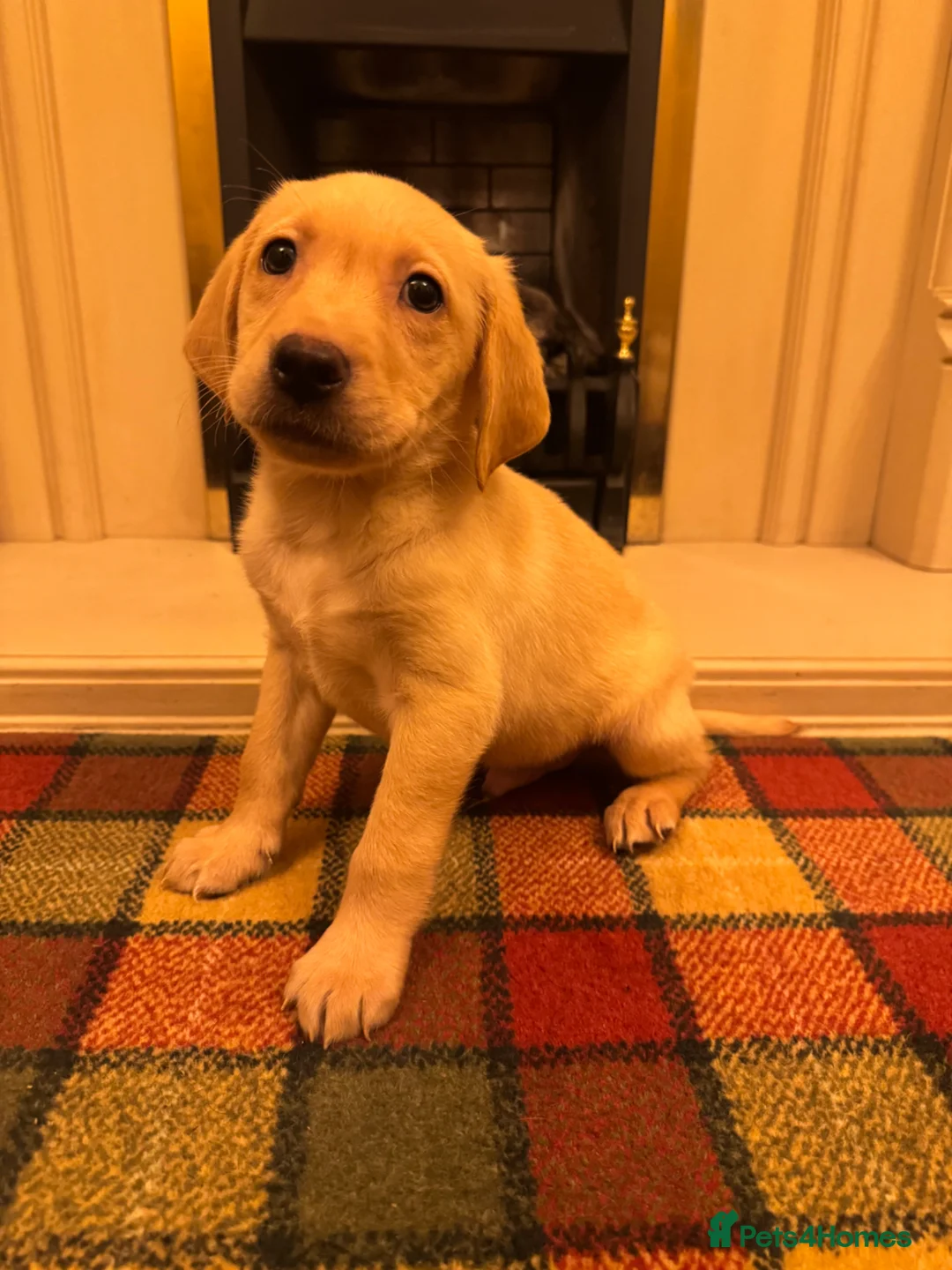 Labrador Retriever dogs for sale: Beautiful KC boy-health tested parents&super ped in Mansfield - Advert 2