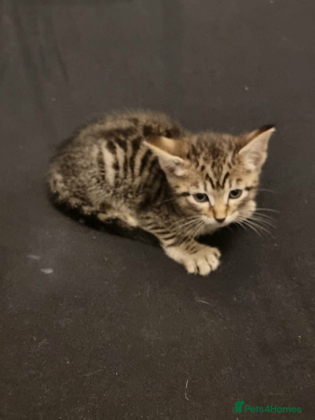 Mixed Breed cats for sale: Bangal Cross kittens  - Advert 5