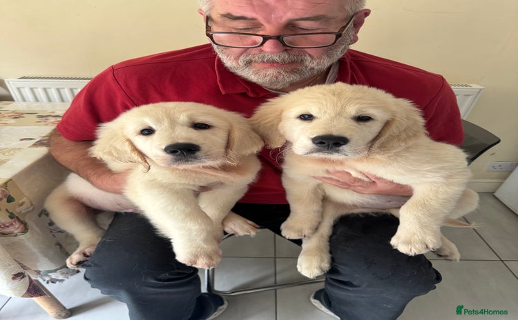 Golden Retriever dogs - Advert 2