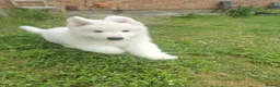 White Swiss Shepherd dogs for sale: White Swiss Shepherd Puppy in Swindon - Advert 7