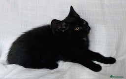 Mixed Breed cats for sale: Last black female left Turkish angora cross kitten - Image 17