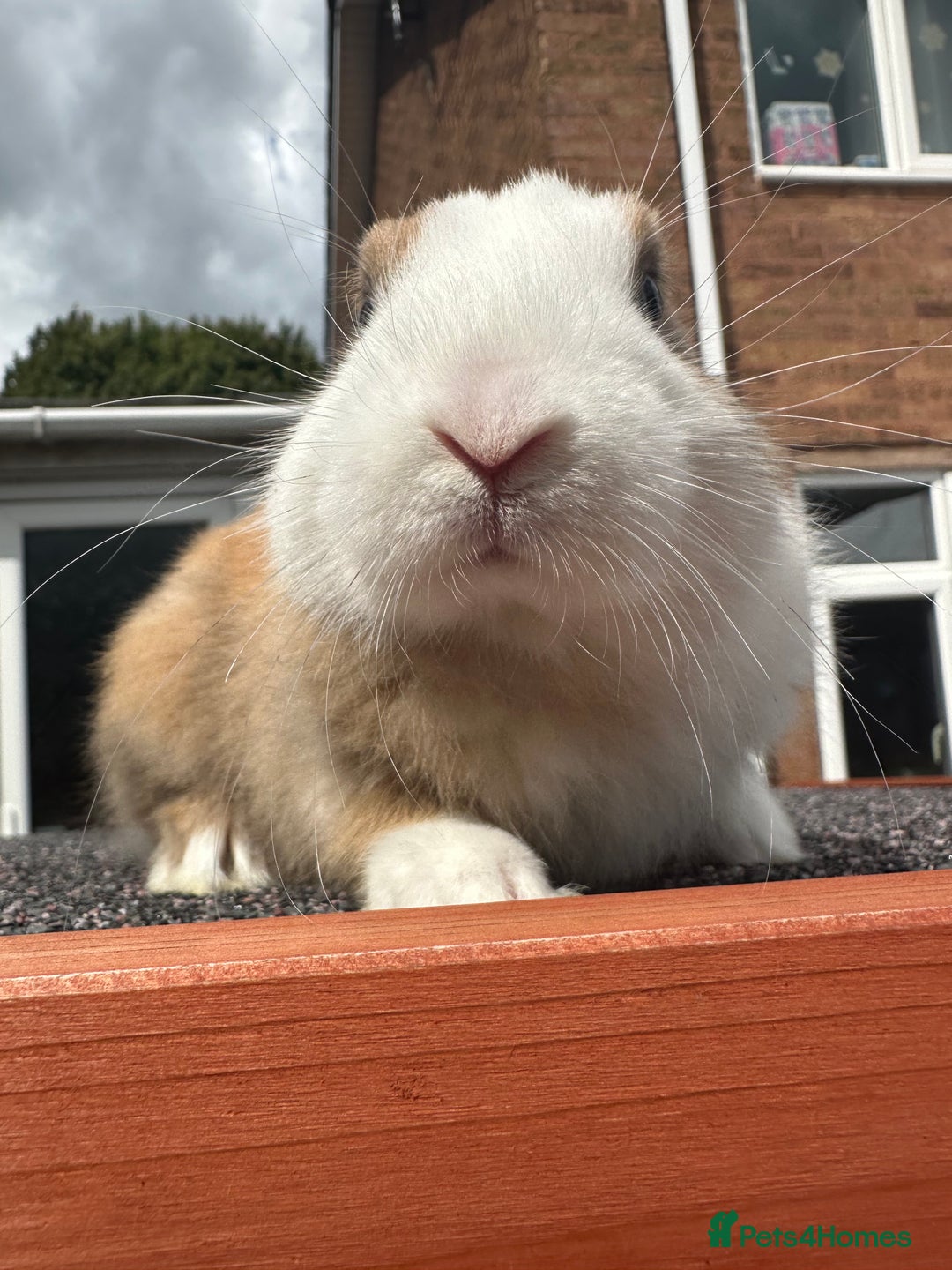 Mini Lop rabbits for sale: Mini lop bunnies - Image 6