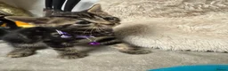Bengal cats for sale: One Marble Bengal Female Remaining - Advert 18